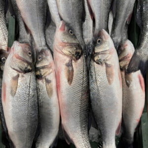 Milk Fish(Bangus)