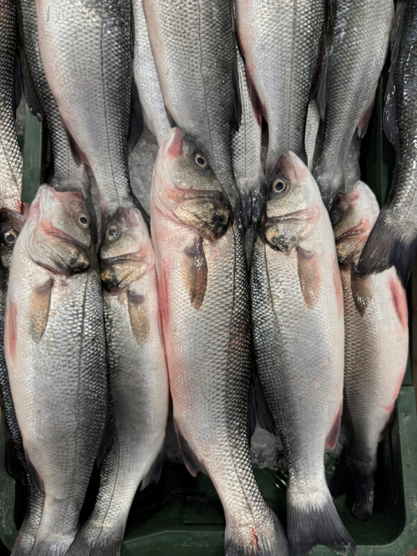 Milk Fish(Bangus)