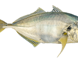 Trevally(Mamsa)